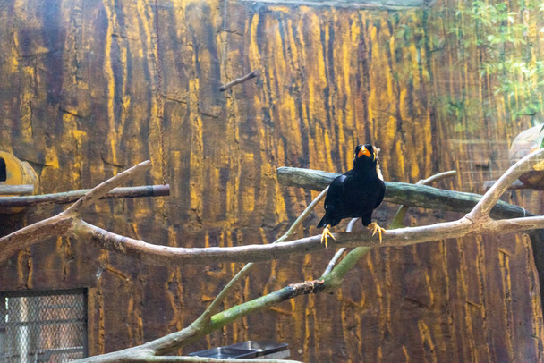 Una foto de un loro Nias en una jaula de cristal en el zoológico, mostrando la belleza de esta especie en peligro de extinción - Foto, Imagen