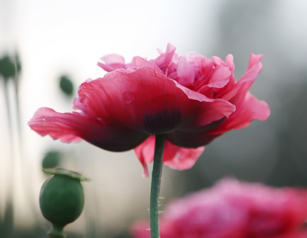 Pink peony flower - Zdjęcie, obraz