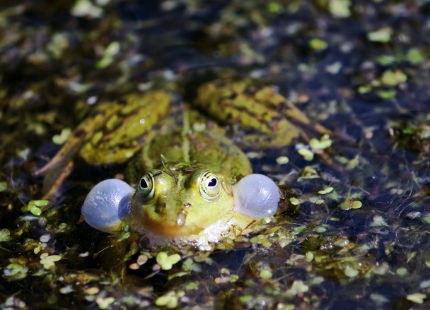 One  frog in a pond - Photo, Image