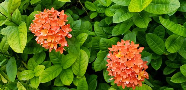 Прекрасный букет Спайка, красный или цветок Иксора, цветущий в ботаническом саду. Красота природы, жизнь на урожае и концепция природных растений - Фото, изображение