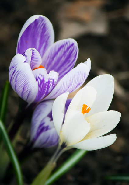krokussen van het voorjaar close-up - Foto, afbeelding