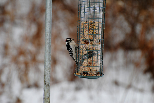Pequeño pájaro carpintero alimentándose con un fondo invernal
 - Foto, imagen