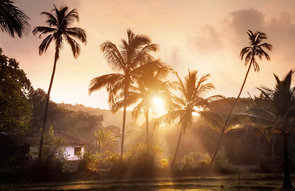 Tropical village in Goa - Photo, image