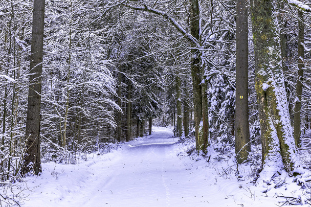 Winter Wonderland - Zdjęcie, obraz