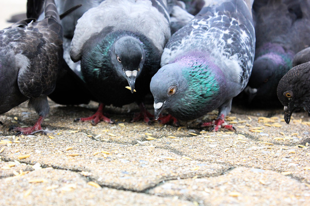 masses doves eat food bird seed - Photo, Image