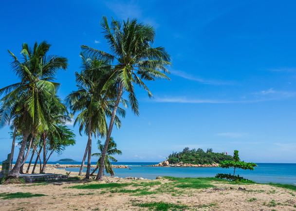 Palm trees on shore of sea - Foto, imagen