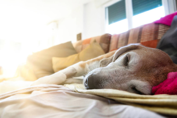 Old beagle dog sleeping on the couch after a surgical operation. The room is illuminated by sun rays coming in through the window - Zdjęcie, obraz