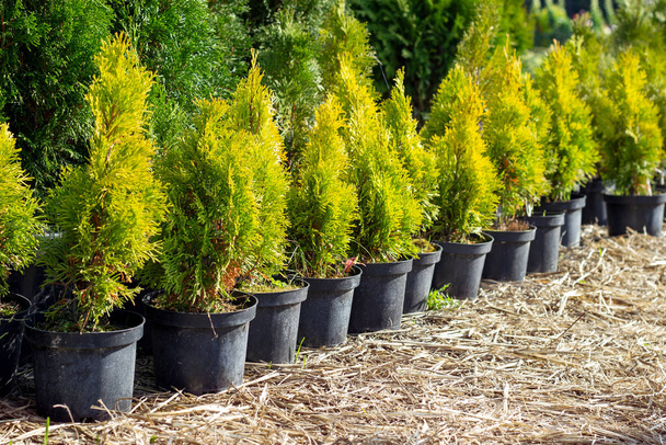 Thuja seedlings in plastic pots. Evergreens. Growing plants for landscape design. Horizontal. Place for text - Photo, Image