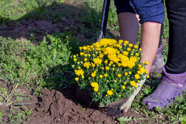 Садовник пересаживает куст хризантемы. Растущие декоративные цветы для ландшафтного дизайна - Фото, изображение