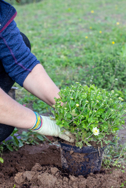 The gardener transplants a chrysanthemum bush. Growing decorative flowers for landscape design - Photo, Image