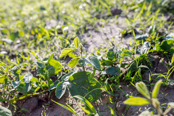 Lambsquarters sojabonen spruiten op een ongezuiverd, niet-resistent herbicideveld. kritieke periode van onkruidbestrijding - Foto, afbeelding