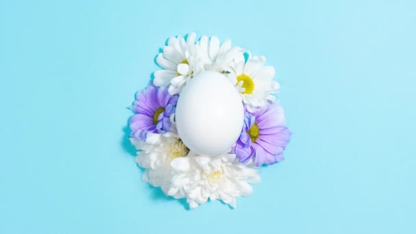 4k Naturalne kwiaty białego i fioletowego rumianku cyklicznie poruszają się wokół jaj kurzych jaj. Zbliżenie. Niebieskie tło. Pojęcie żywności naturalnej lub święta wielkanocne. Kartka z życzeniami. Zatrzymać animację ruchu. - Materiał filmowy, wideo