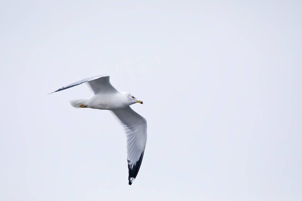 A ring billed gull soaring in the blue sky on an overcast winter day near Davenport, Iowa.  - Foto, immagini