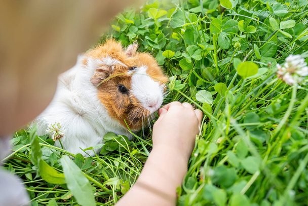 little girl plays with a guinea pig in the summer on a clover field. Healty food for animals, rodents. Pet walks in nature. - Photo, Image