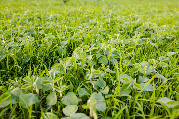 Dealing with troublesome weeds in fields. Lambsquarters soybean sprouts on an unencidesed without single non-residual herbicidefield. - Zdjęcie, obraz