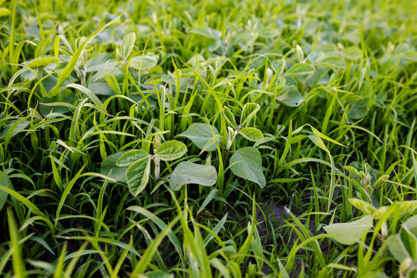 Lambsquarters soybean sprouts on an unencidesed without single non-residual herbicidefield. weed cover is present on agricultural fields. death of crop. Weed Control in Soybeans - Zdjęcie, obraz