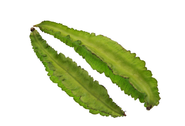 Winged bean, Psophocarpus tetragonolobus, is a tropical herbaceous legume plant widely used in South Asia. - Photo, Image