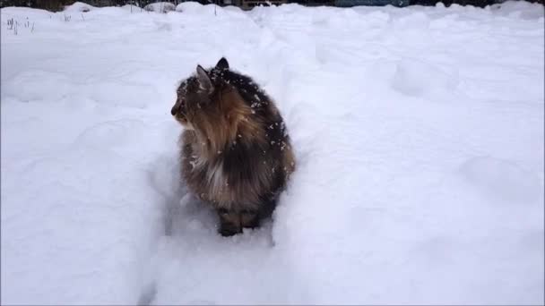 Βίντεο από Norwegian Forest Cat περπατώντας μέσα από τον κήπο σε βαριά χιονόπτωση - Πλάνα, βίντεο