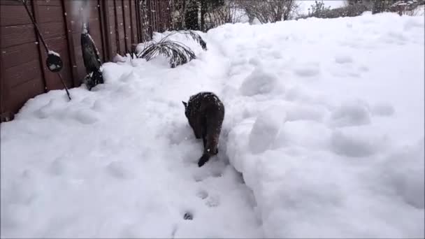 Video of a small tricolored cat walks through the garden in heavy snowfall - Video, Çekim