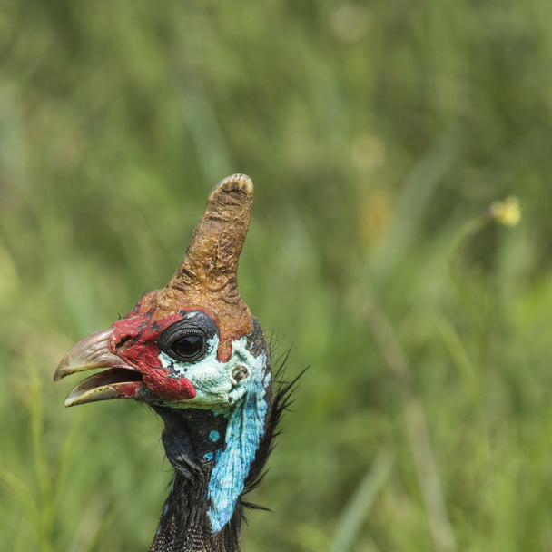 La pintade casquée. Oiseau sauvage en Afrique. Lac Manyara Natio
 - Photo, image