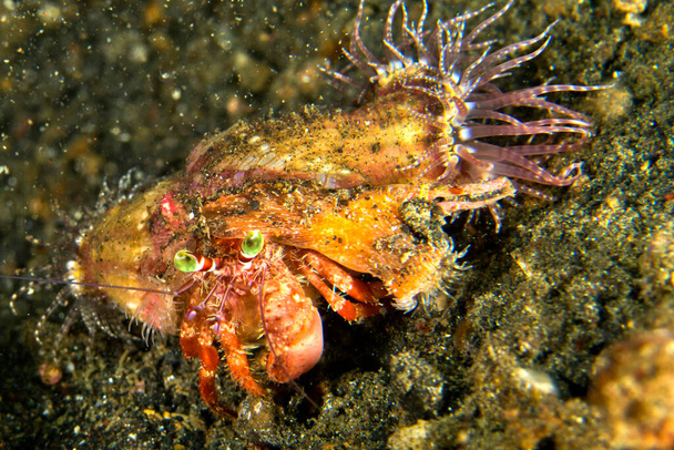 Anemone Hermit Crab, Dardanus pedunculatus, Left-handed Hermit Crab, Lembeh, North Sulawesi, Indonesia, Asia - Photo, image
