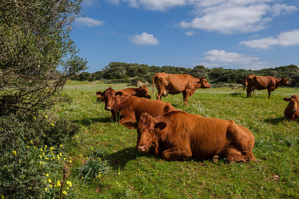 Menorcan cows grazing, Es Tudons, Ciutadella, Menorca, Balearic Islands, Spain - Foto, afbeelding