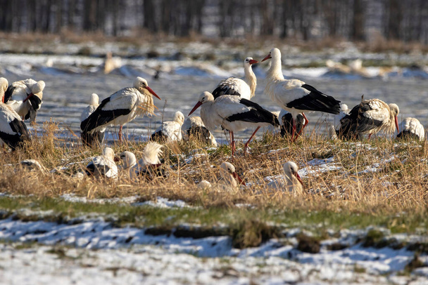A big group of storks on a meadow next to a road at a cold day in winter next to Bttelborn in Hesse, Germany. - Photo, Image