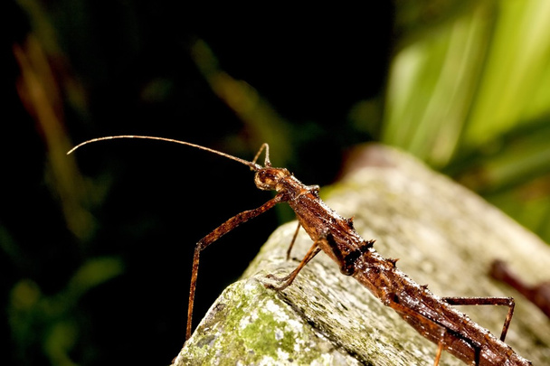 Japanse thorn stick insect - Foto, afbeelding