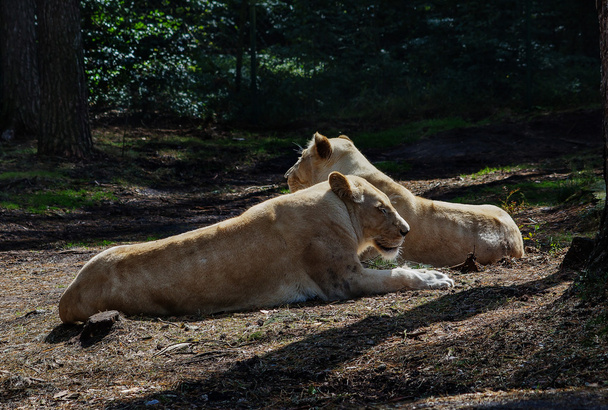 nobele leeuwin rust - Foto, afbeelding