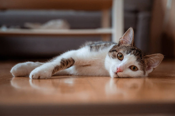 Un pequeño gatito blanco tabby se encuentra en su lado en el suelo en la comodidad del hogar. Un gato de pueblo contento vive en casa. - Foto, imagen