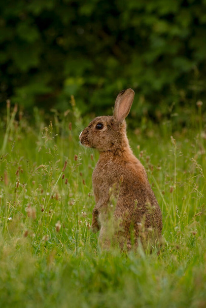 Cute Wild Brown Rabbit Walking in the green field on a sunny spring day. Adorable wild bunny in the spring meadow. - Foto, Imagen