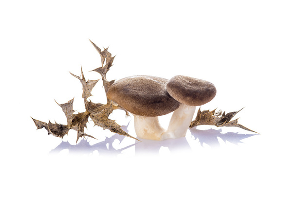 Funghi di ostrica isolati su fondo bianco - Foto, immagini