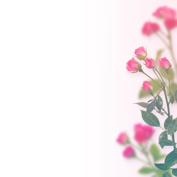 Floral background. Roses isolated over  white background. Copy space - Valokuva, kuva