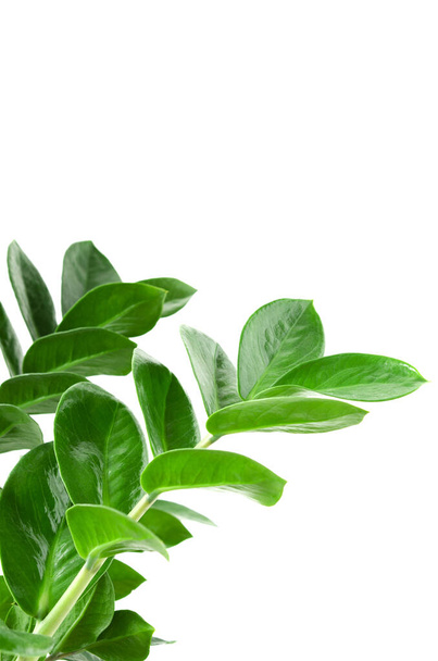 verde Zamioculcas zamiifolia pianta con sfondo bianco. piante d'appartamento - Foto, immagini