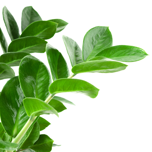 vert Zamioculcas zamiifolia plante avec fond blanc. plantes d'intérieur - Photo, image