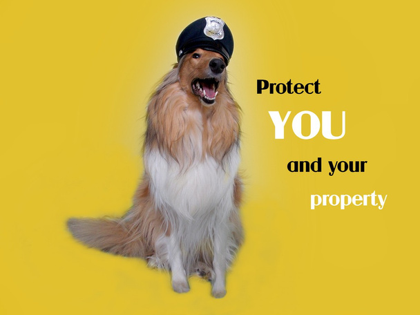 Polis Köpeği - Fotoğraf, Görsel