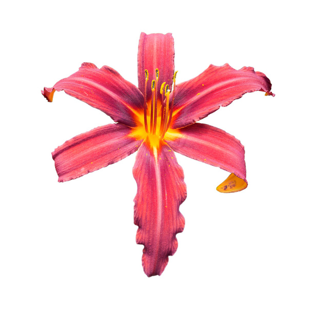 Red daylily (Hemerocallis) - Foto, Imagem