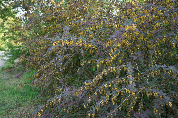 Berberis x ottawensis 'Superba' blooms in May. Berberis x ottawensis is an ornamental shrub, a species of flowering plant in the genus Berberis, in the Barberry family Berberidaceae. Berlin, Germany  - Photo, Image