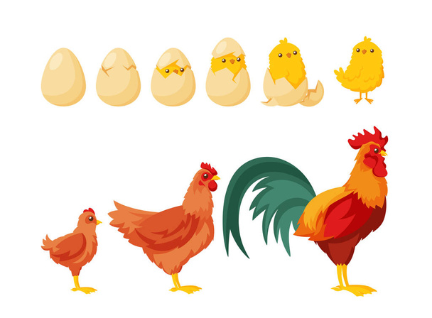 Τσικ Χάτσινγκ από το Egg. Διαδικασία της ανάπτυξης από αυγό σε νέους και ενήλικες Hen ή κόκορας. Εξέλιξη των ζώων. Οικιακά εικονίδια πουλιών που απομονώνονται σε λευκό φόντο. Εικονογράφηση διάνυσμα κινουμένων σχεδίων - Διάνυσμα, εικόνα