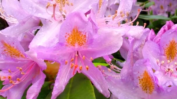 Pink rhododendron blossom close-up, detail with rain drops on petals, sharping, zooming, FullHD video 1920x1080 - Video