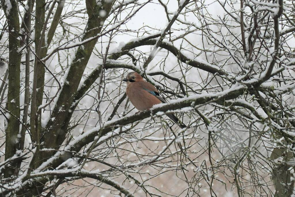 Jay in a Tree during Snowfall - Fotoğraf, Görsel