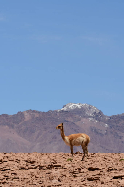 Vikunja no Altiplano Atacama Desert Chile América do Sul. Foto de alta qualidade - Foto, Imagem