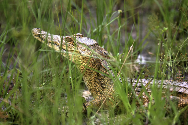 Baby croc - Φωτογραφία, εικόνα