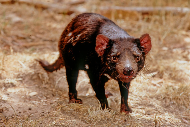 The Tasmanian devil Sarcophilus harrisii palawa kani: purinina is a carnivorous marsupial of the family Dasyuridae. - Foto, Bild