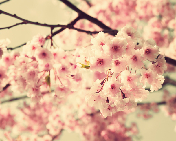 Cseresznyevirág, vintage stílusú fotó - Fotó, kép