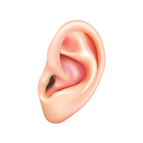 Human ear isolated on white vector - Vector, Image