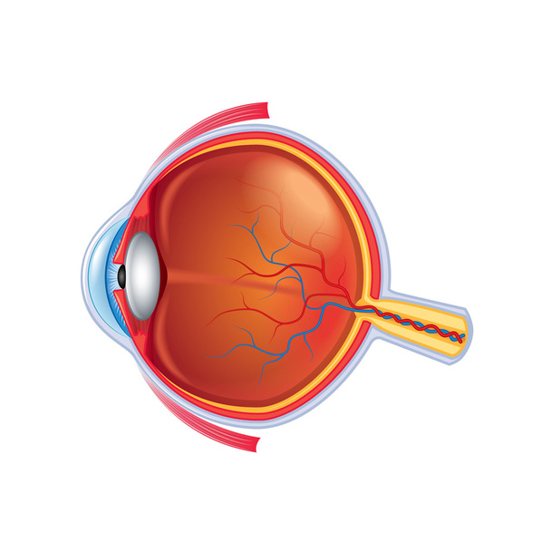 Anatomía ocular aislada en vector blanco
 - Vector, Imagen