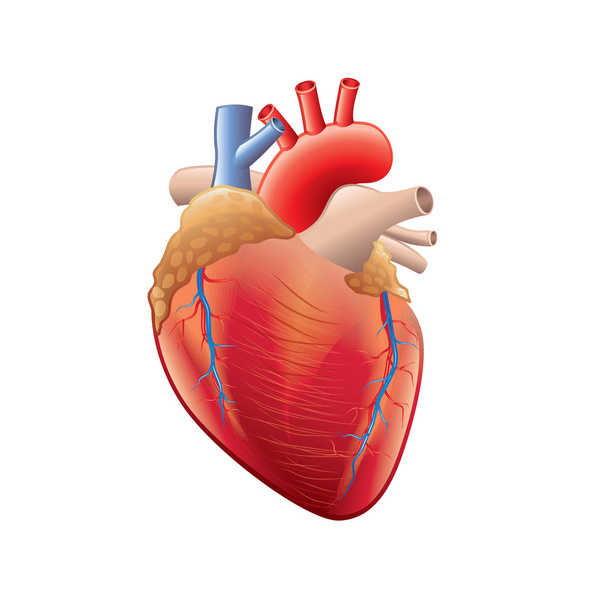 Ανατομία ανθρώπινης καρδιάς που απομονώνονται σε λευκό διάνυσμα - Διάνυσμα, εικόνα