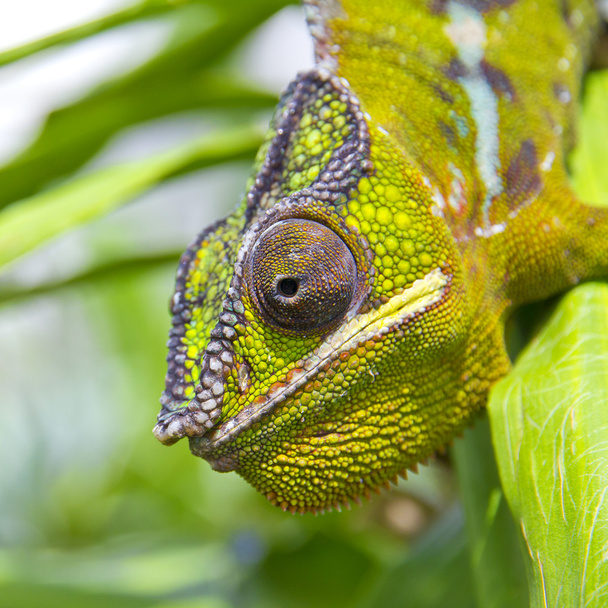 Chameleon - Fotó, kép