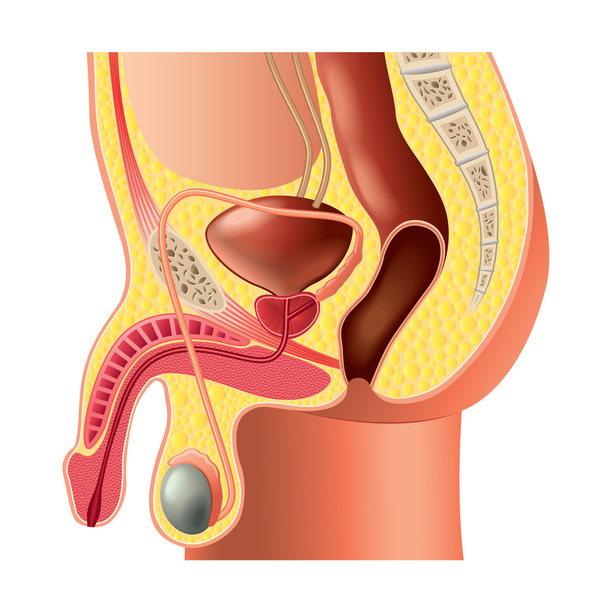 Samčí pohlavní systém anatomie izolované vektor - Vektor, obrázek